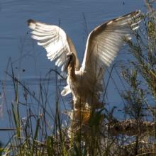 spoonbill about to take flight on a lake
